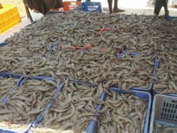 Fisheires- Shrimp harvesting
