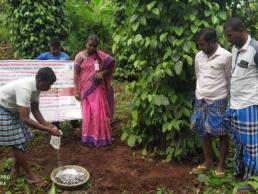 Horticulture OFT - Demo on soil application of T.harzianum against foot rot in Black pepper