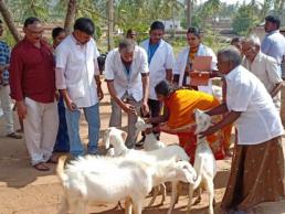 Animal Health camp  at DFI village