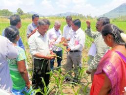 Field survey on Fall army worm -1