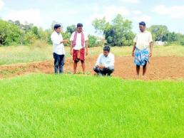 FLD on Demonstarion of finger millet var ML-365 and ICM practices in Kolli hills region - 4