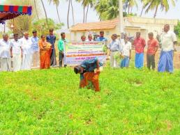 Field Day Groundnut