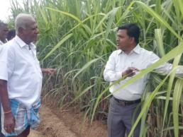 Agronomy FLD on sugarcane