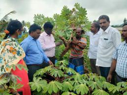 KVK, Namakkal visit to Sree Athulya variety by CTCRI & KVK scientists