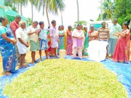 Dairy farming at Erumaipatti (3)