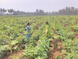 FLD on Banana-Cowpea intercropping and ICM Practices -2